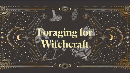 January Foraging For Witchcraft - Pine